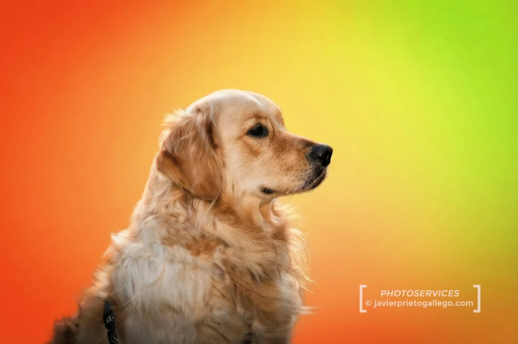 Realizamos reportajes fotográficos profesionales de tus mascotas.