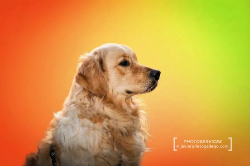 Realizamos reportajes fotográficos profesionales de tus mascotas.