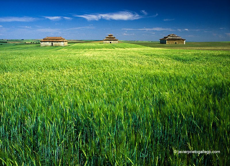 Palomares. Tierra de Campos. Provincia de Valladolid. Castilla y León. España. ©Javier Prieto Gallego