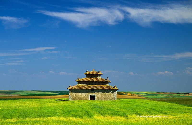 Palomar cercano a la Localidad de Melgar de Abajo. Comarca de Tierra de Campos. Provincia de Valladolid. Castilla y León. España.© Javier Prieto Gallego