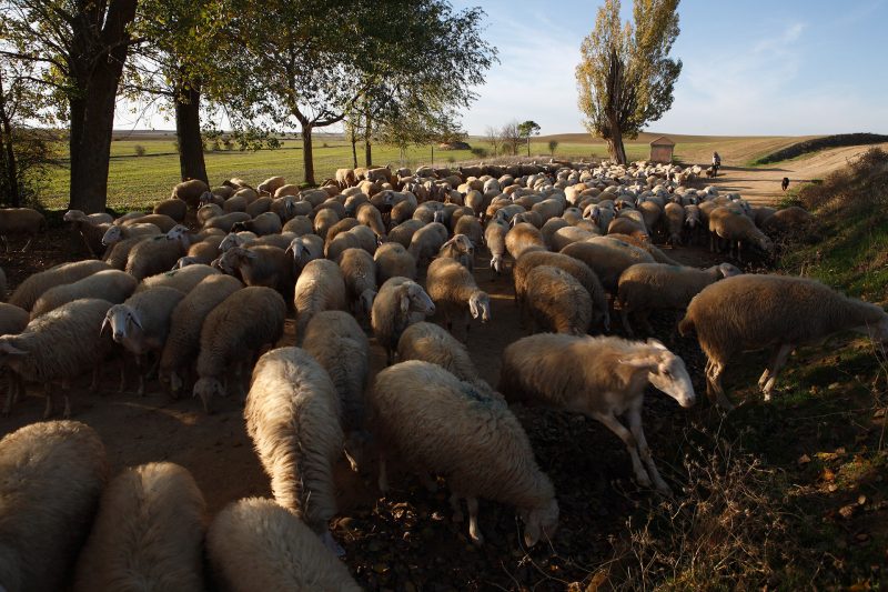Provincia de Valladolid. Comarca de Tierra de Campos. Castilla y León. España. © Javier Prieto Gallego