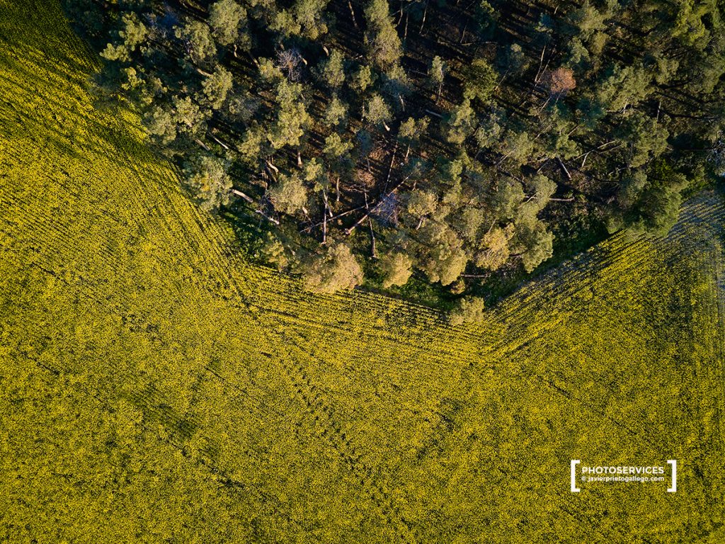 Imagen aérea. Fotografía con dron. Campos de colza en flor. España. © Javier Prieto Gallego / PHOTOSERVICES
