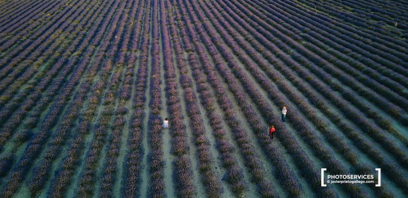 Campos de Lavanda. Tiedra. Valladolid. Castilla y León. España. © Javier Prieto Gallego