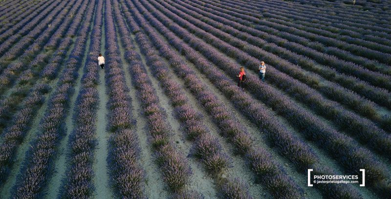 Campos de Lavanda. Tiedra. Valladolid. Castilla y León. España. © Javier Prieto Gallego