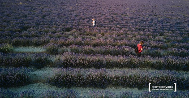 Campos de Lavanda. Tiedra. Valladolid. Castilla y León. España. © Javier Prieto Gallego