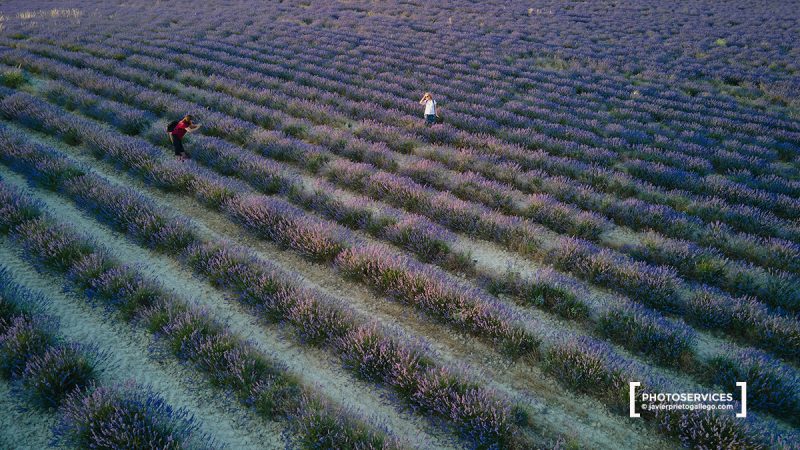 Campos de Lavanda. Tiedra. Valladolid. Castilla y León. España. © Javier Prieto Gallego