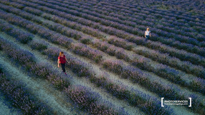 Campos de Lavanda. Tiedra. Valladolid. Castilla y León. España. © Javier Prieto Gallego