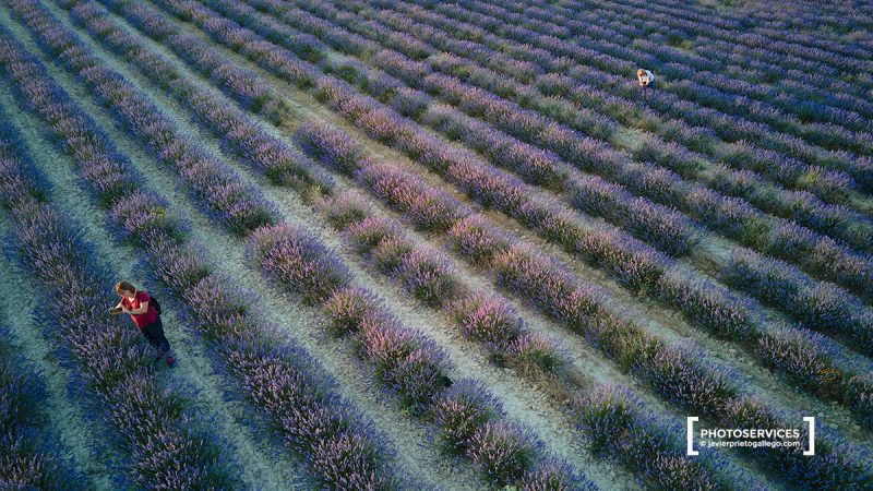 Campos de Lavanda. Tiedra. Valladolid. Castilla y León. España. © Javier Prieto Gallego
