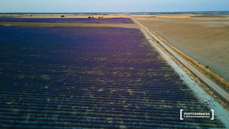 Campos de Lavanda. Tiedra. Valladolid. Castilla y León. España. © Javier Prieto Gallego