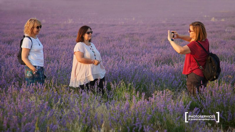 Campos de Lavanda. Tiedra. Valladolid. Castilla y León. España. © Javier Prieto Gallego