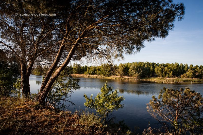 El Duero en los alrededores de Toro. Camino a Santiago del Levante. Zamora. Castilla y León. España. © Javier Prieto Gallego