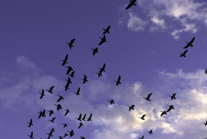 Un grupo de gansos sobrevuela las lagunas de Villafáfila al caer la tarde. Casa de la Reserva Natural Lagunas de Villafáfila. Zamora. Castilla y León. España.© Javier Prieto Gallego
