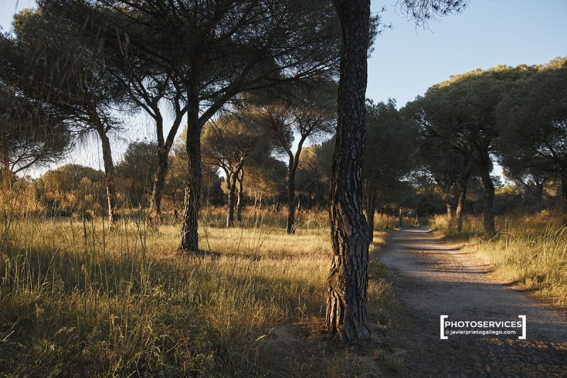 Pinus pinaster. Pinar de Antequera. Valladiolid. Castilla y León. España © Javier Prieto Gallego
