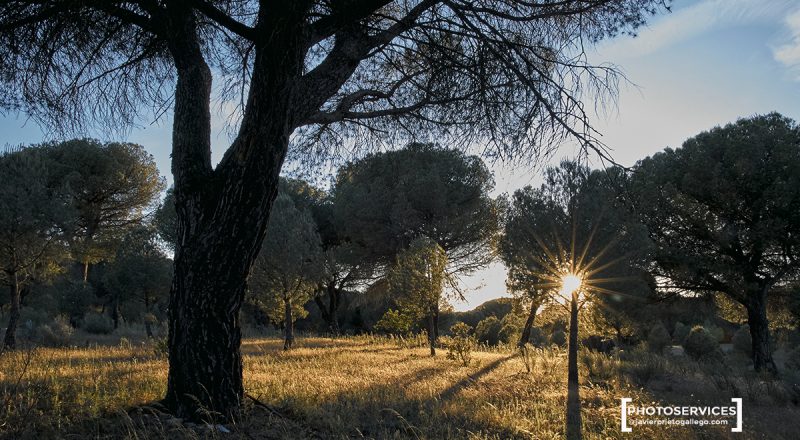 Pinus pinaster. Pinar de Antequera. Valladiolid. Castilla y León. España © Javier Prieto Gallego