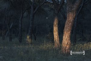 Pinus pinaster. Pinar de Antequera. Valladiolid. Castilla y León. España © Javier Prieto Gallego