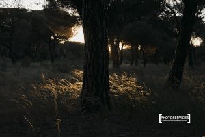 Pinus pinaster. Pinar de Antequera. Valladiolid. Castilla y León. España © Javier Prieto Gallego