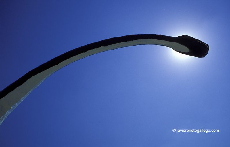 Cuello y cabeza de la reproducción de un dinosaurio junto a la localidad de Vilar del Río visto desde abajo. Ruta de la Icnitas. Tierras Altas. Soria. Castilla y León. España. © Javier Prieto Gallego