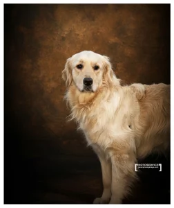 Fotografía de mascotas. Photoservices.