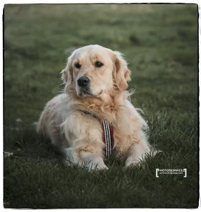 Fotografía de mascotas con PHOTOSERVICES.