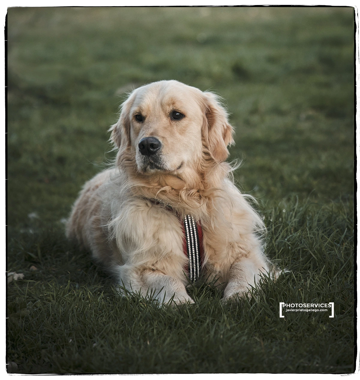 Fotografía de mascotas con PHOTOSERVICES.